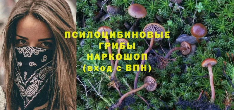 где найти наркотики  Майский  mega ссылки  Галлюциногенные грибы Magic Shrooms 